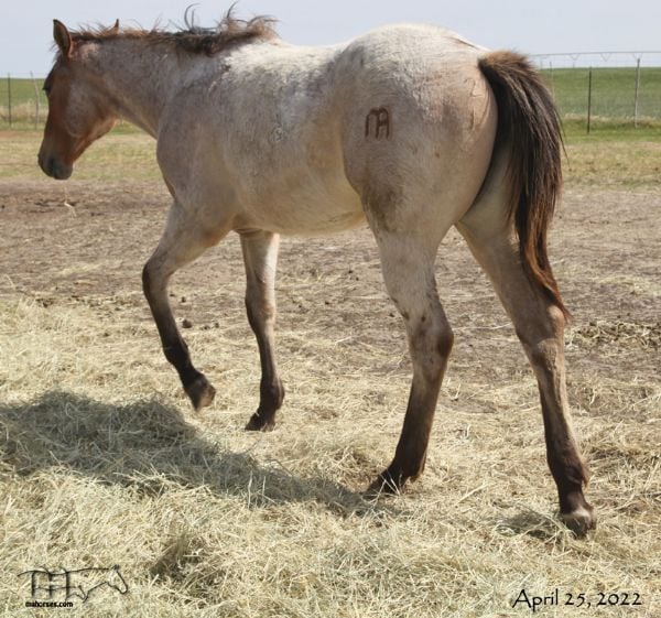 WYO One Sock's 2021 roan filly